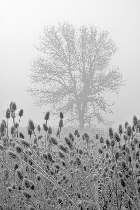 Teasel